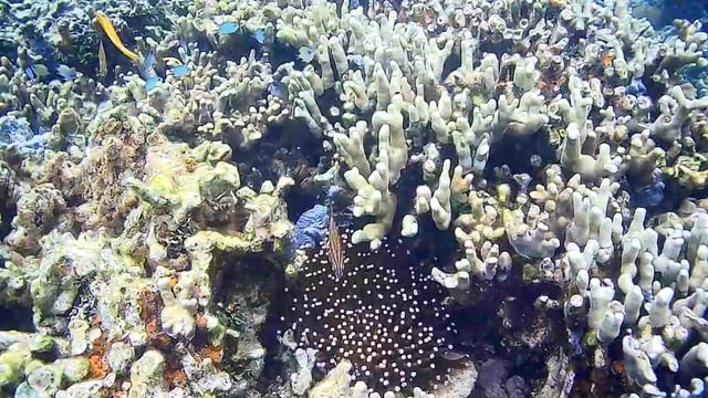 Live Corals Tampel Philippines смотреть онлайн