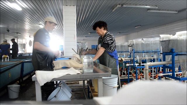 Инкубация карпа: оплодотворение и обесклеивание икры. Карагандинский рыбопитомник смотреть онлайн