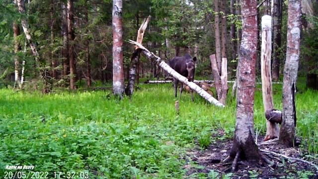 Весенние звуки природы. Жизнь в лесу. Видео с фотоловушки. смотреть онлайн