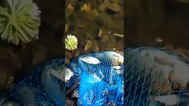 Черкизовский Архиерейский Пруд. Рыбалка. смотреть онлайн