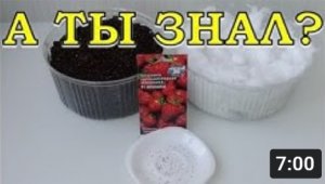 СТРАТИФИКАЦИЯ семян: какие, зачем, как и сколько????