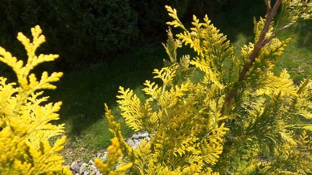 Нові хвойні рослини у саду! Огляд саду. Шишки на кедрі підросли ще! Життя в селі. смотреть онлайн