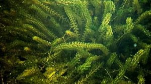 Элодея канадская, водяная чума или водяная зараза. Аквариумное растение.