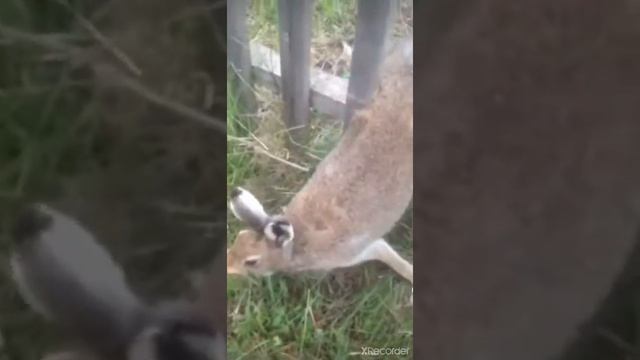 Заяц застрял в заборе, спасение дикого зайчишки смотреть онлайн