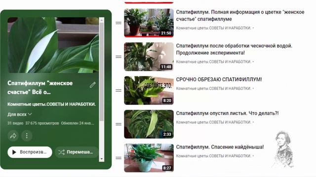 СПАТИФИЛЛУМ БУДЕТ РАДОВАТЬ ЕСЛИ... смотреть онлайн