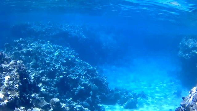 Египет, Шарм-эль-Шейх,отель El Khan Sharm ,пляж El Fanar хоботок+ смотреть онлайн