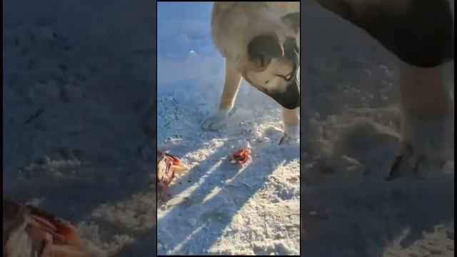 мои ЛЮБИМЫЕ родные сестра и ее муж Виктор - ЛЮДИ с высшей человеческой пробой смотреть онлайн