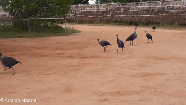 Tsavo East National Park - Wildlife and Satao Camp! | PART 1 смотреть онлайн