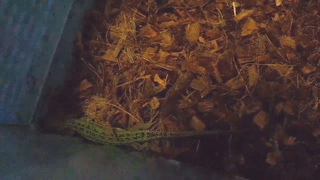 Изумруд ложится спать🦎🌃 смотреть онлайн