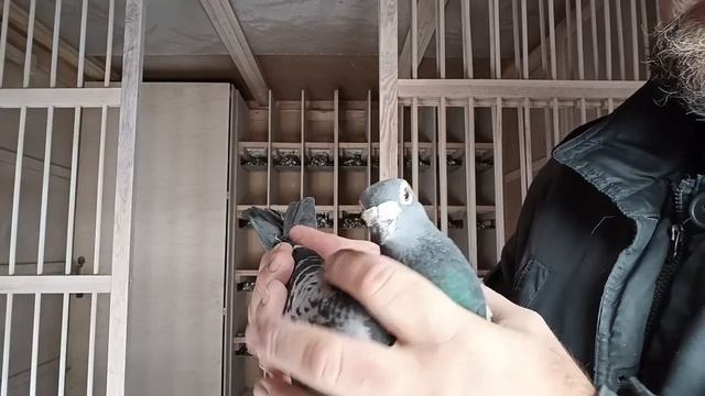Podsumowanie ExpoGołąb, kto imprezował zbyt mocno? Nowy nabytek Lady Rico. #gołębie #pigeon #mrkris смотреть онлайн