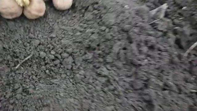 посадка оріхів сорт Скіноський смотреть онлайн