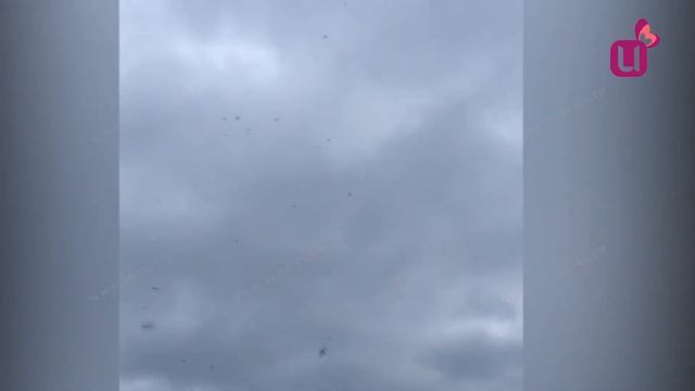 Бешеные танцы птиц смотреть онлайн
