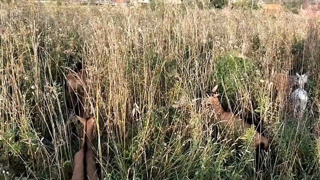 Сколько раз в году должна козиться коза?? смотреть онлайн