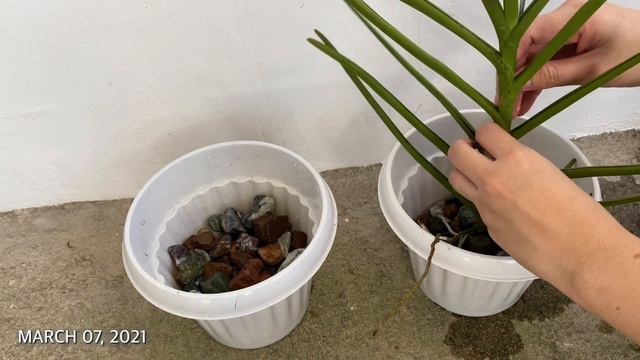 POTTING VANDA IN PLASTIC POT WITH STONES | How To Plant Vanda Orchid In A Pot | Vanda Orchid In Pot смотреть онлайн