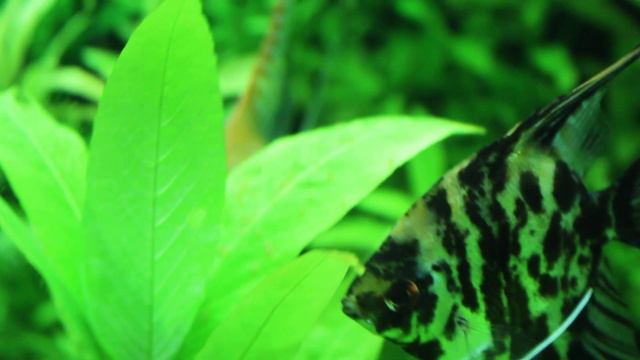 Скалярии и икра. смотреть онлайн