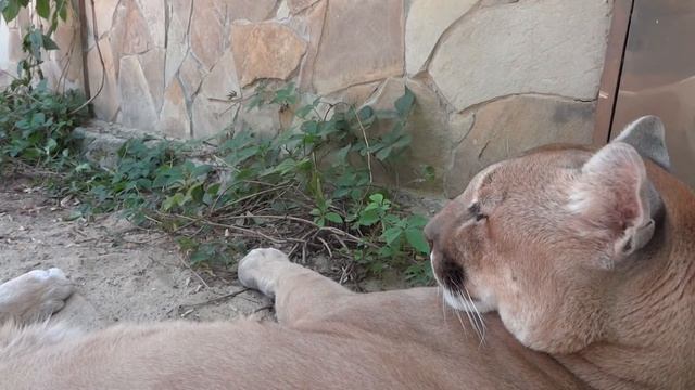 Puma?Cougar✅Puma concolor?Пума смотреть онлайн