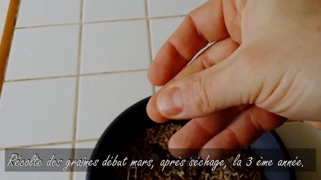 🦋 #15 Récolter ses propres GRAINES, mes petites ASTUCES. смотреть онлайн
