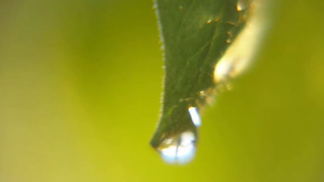 Божественная красота цветов... Для вас с любовью! Музыка Сергей Грищук... красивая видео смотреть онлайн