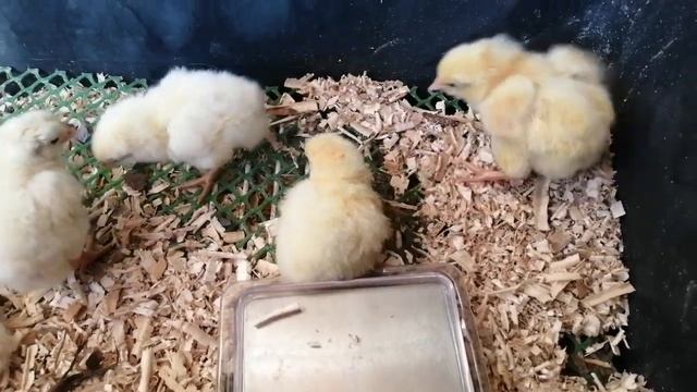 Цыплята Бресс Гальских курей.. смотреть онлайн