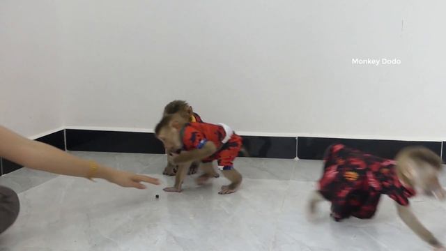 Very Cutie Three Little With Red Color To Eat Sweet Dimocarpus Longan смотреть онлайн