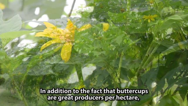 El botón de oro (Tithonia diversifolia) смотреть онлайн