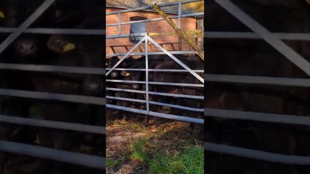 I am the only Cow Whisper I have ever known ??? смотреть онлайн