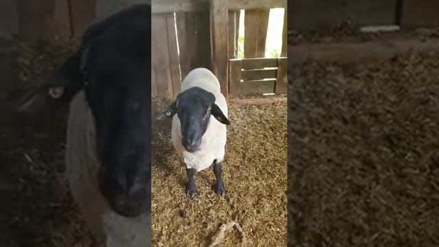 Племенные овцы и барашки породы Суффолк Немецкой селекции! Суффолк - мясная порода овец смотреть онлайн