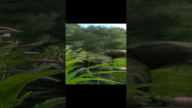 Заготовка листьев иван-чая