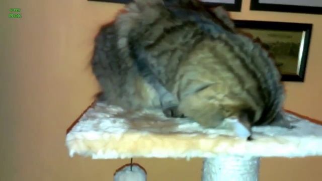 Подборка забавных котов Кошачьи позы во время сна Funny Cats Sleeping in Weird Positions смотреть онлайн