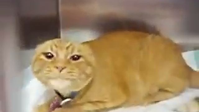 ОЧЕНЬ голодный кот! смотреть онлайн