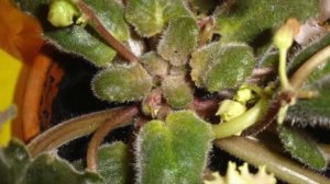 КАК ПРАВИЛЬНО УХАЖИВАТЬ ЗА ГЛОКСИНИЕЙ 4часть  #ГЛОКСИНИЯ_ЛЕЧЕНИЕ_ОШИБКИ_В_УХОДЕ #oldenburgru#42