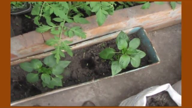 Моя тепличка - помидоры перцы огурцы 11 мая 2016. Дачный видеодневник смотреть онлайн