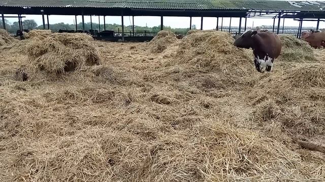 ЛАЙКИ ДЛЯ МАМЫ / ПЕРЕСАЖИВАЕМ МАЛИНУ / ОБЪЕДАЕМ ЦВЕТЫ / НОВОЕ РАСТЕНИЕ смотреть онлайн