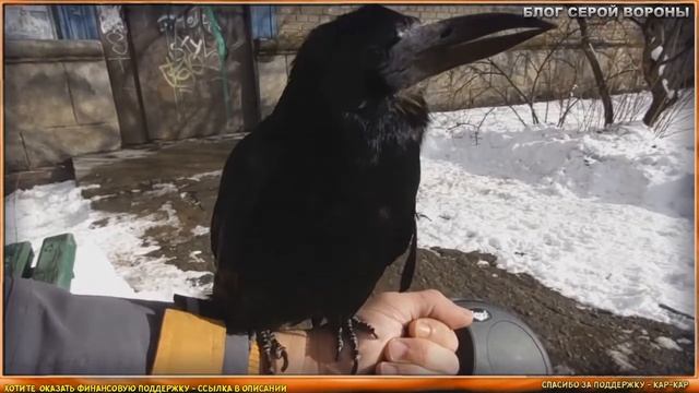 Что ест грач? Вы этого не знали! смотреть онлайн