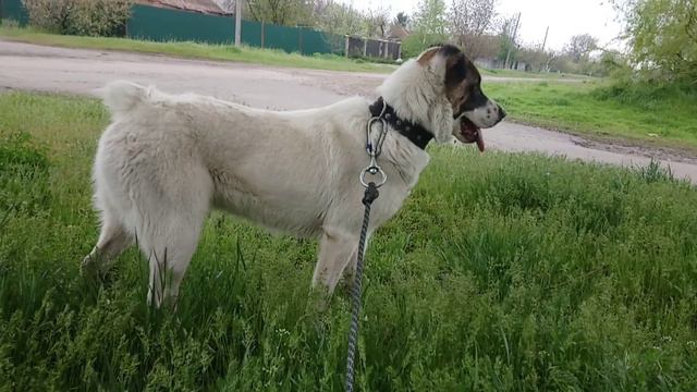 САО - реакция на других собак