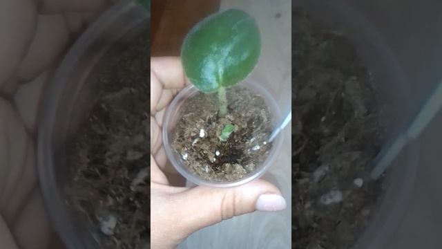 Коли з'являються дітки від листочка фіалки #квіти #plants #фіалка смотреть онлайн