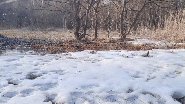 Цветы и Снег ? Удивительная природа Волгоградской области ?25 марта 2023 смотреть онлайн