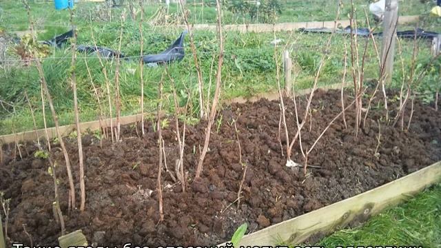 Малина Золотая осень смотреть онлайн