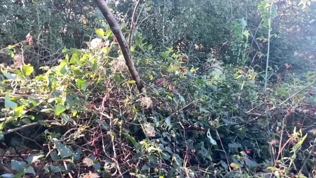 У захватчиков есть имя и фамилия. Герои против допотопных. Подделки истории. Львы. Великаны. смотреть онлайн