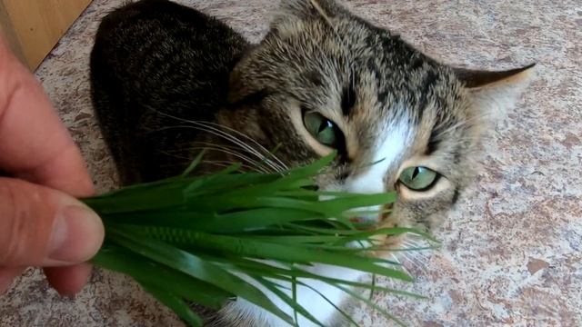 Почему зеленые глаза у моего кота смотреть онлайн