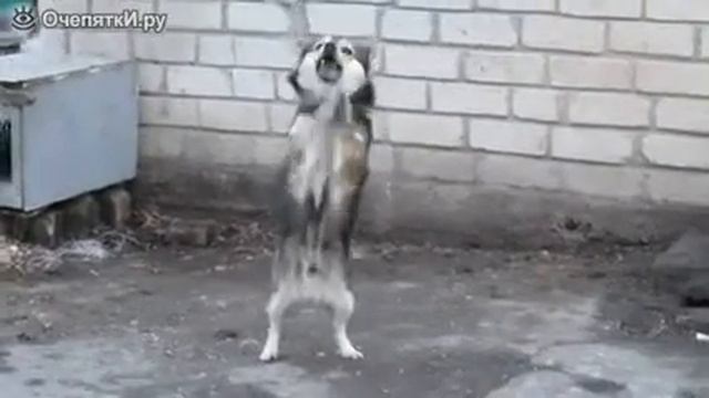 Собака-попрошайка и злюка. смотреть онлайн