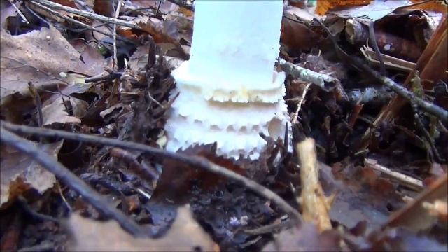 Champignon ; Amanite Tue Mouches ; Toxique ; Amanita Muscaria ; Bretagne ; France смотреть онлайн