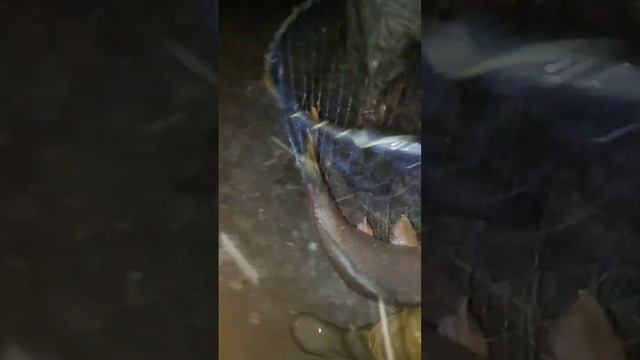 огромный сазан ночной тудакуль. смотреть онлайн