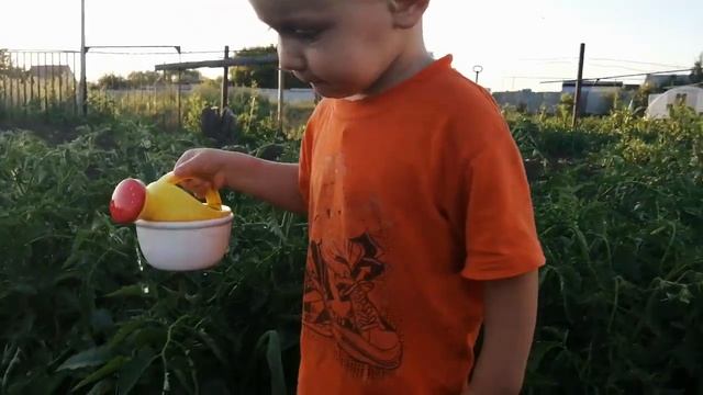 ВЕЧЕР В ДЕРЕВНЕ/ ЗАСТАВИЛА СЫНА ПОЛИВАТЬ ВЕСЬ ОГОРОД смотреть онлайн