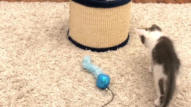 Funny Pif and Puf Kittens video - Cute Cat смотреть онлайн