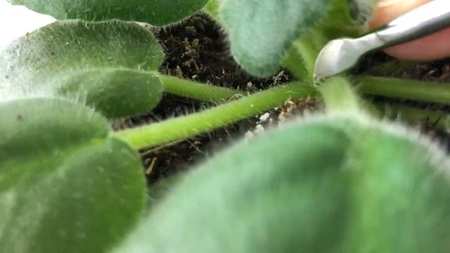 Фиалки к 8 марта. Марафон. 3 часть смотреть онлайн