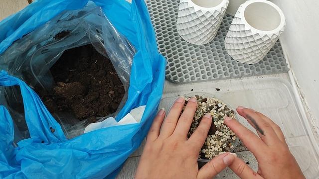 Пересадка Стефании Эректы смотреть онлайн