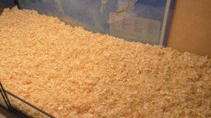 Уборка и   новая мебель для хомяков / Милку обижают / Алиса Изи Петс / Alisa Easy Pets