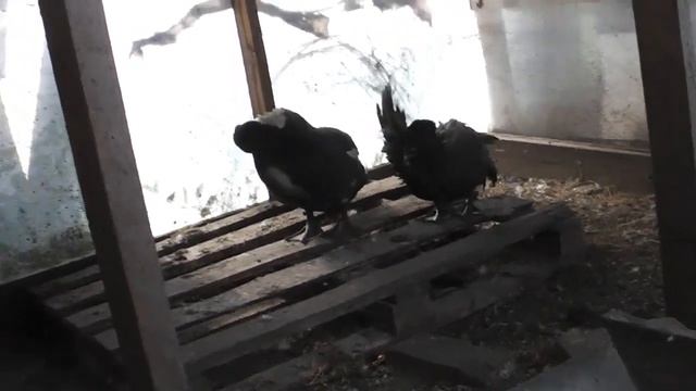 ПРОДАЮ ГОЛУБЫХ МУСКУСНЫХ УТЯТ НЕМЕЦКОЙ ЛИНИИ смотреть онлайн