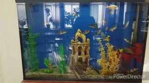 Биология 7 класс Лабораторная работа Внешнее строение и передвижение рыб